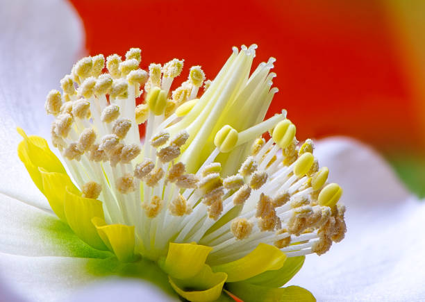 Focus stacked macro of a christmas rose flower blossom