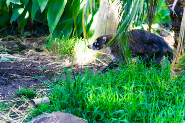 istock White-Nosed Coatimundi - eating and living 1085371150