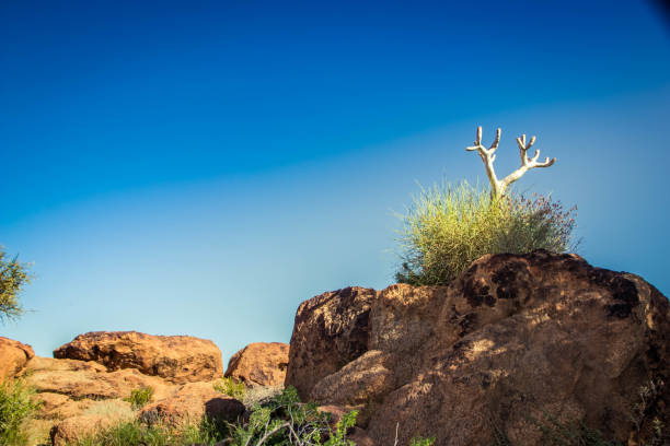 istock Quiver tree, Northern cape, South Africa 1085374788