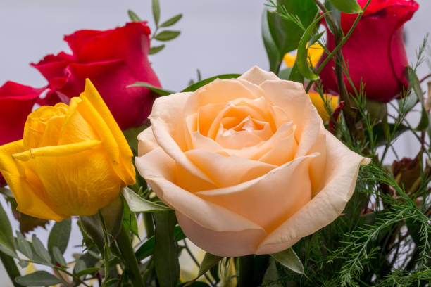 istock Bouquet of assorted multicolored roses isolated on white background 1085375016