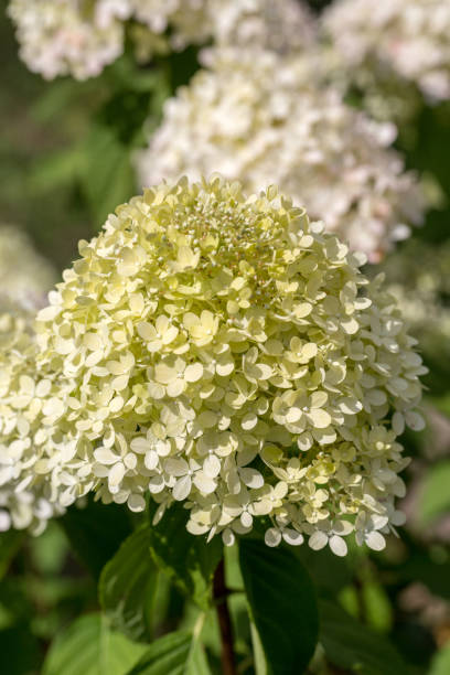 istock closeup  of a beautiful white hydrangea in garden 1085375116
