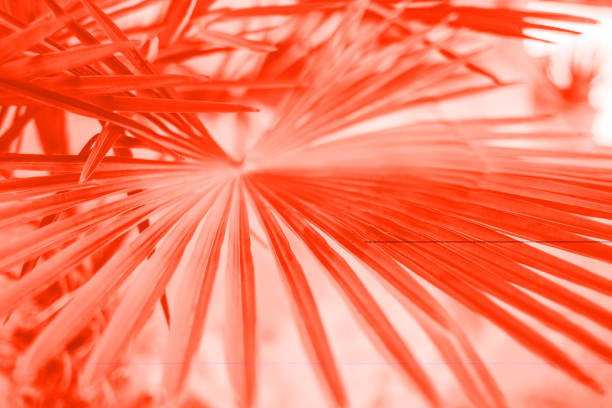istock Living coral leaves texture 1085375244
