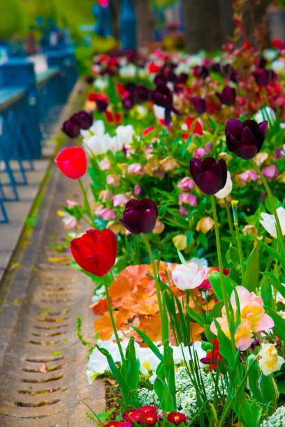 istock Tulips in Tokyo, Japan 1085375254