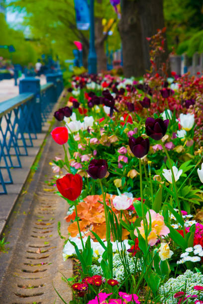 istock Tulips in Tokyo, Japan 1085375272