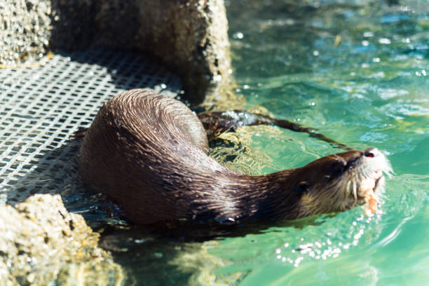 istock North American River Otter - swimming, eating 1085377754