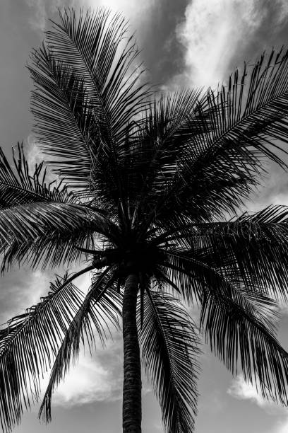 istock Caribbean palm in black and white 1085384044