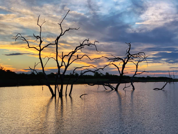Dead trees in Matusadona National Park in Zimbabwe Landscape with dead trees during sunset. lake kariba stock pictures, royalty-free photos & images