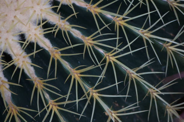 istock Golden Barrel Cactus closeup 1085391228