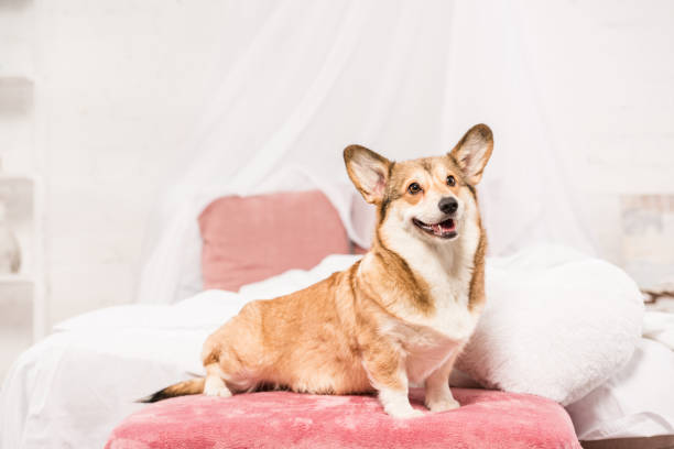 istock cute pembroke welsh corgi sitting on bed at home 1085392670