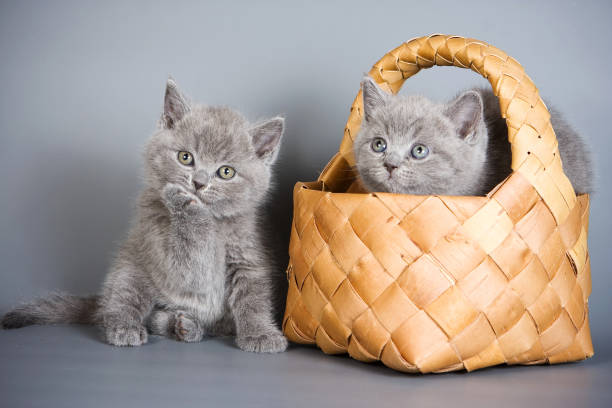 istock two gray fluffy kitten british cats in a basket on a gray background 1085393254