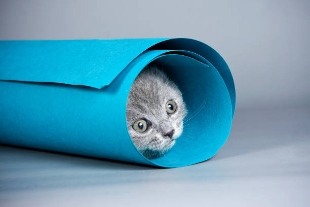 istock Gray kitten playing with paper on a gray background 1085393432
