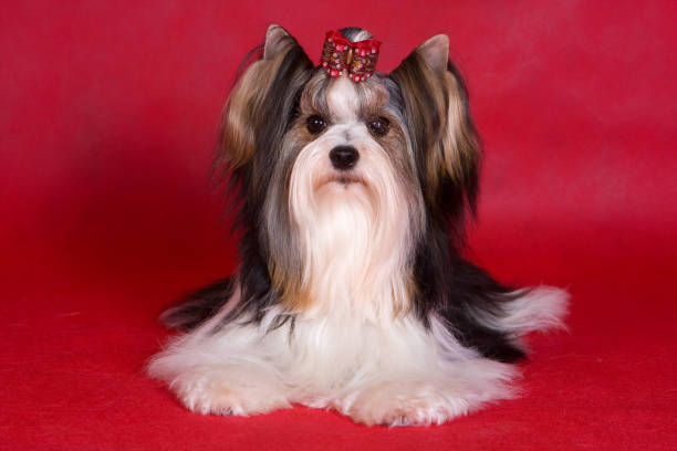 istock Puppy dog biver york on a red background 1085394562