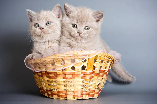 istock Two beige british cat kittens in a basket 1085395108
