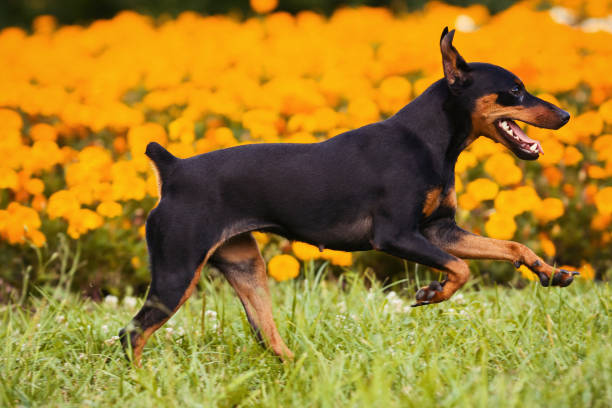 istock Pinscher dog runs through the grass and flowers 1085397396