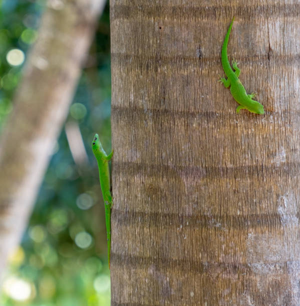 istock Green tree gecko Nosy Komba Madagascar 1085398092