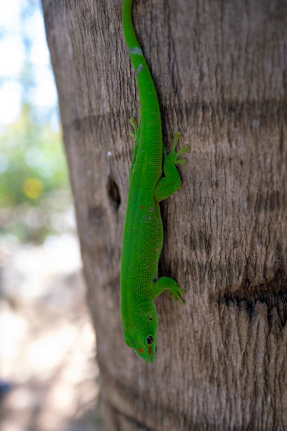 istock Green tree gecko Nosy Komba Madagascar 1085398126