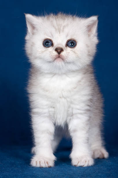 istock White striped kitten Scottish fold on a blue background 1085399478