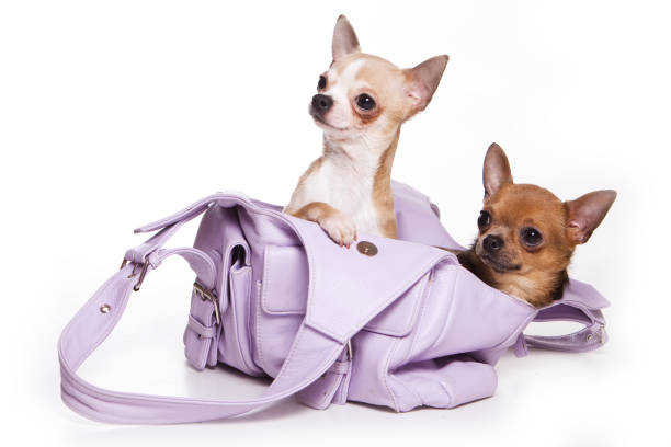 istock Two chihuahua puppies in a bag (isolated on white) 1085399592