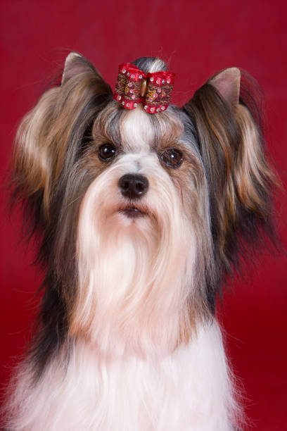 istock Puppy dog biver york on a red background 1085399726