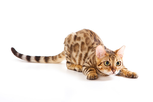 Juegos de gatito de gato de bengala roja (aislados en blanco) photo