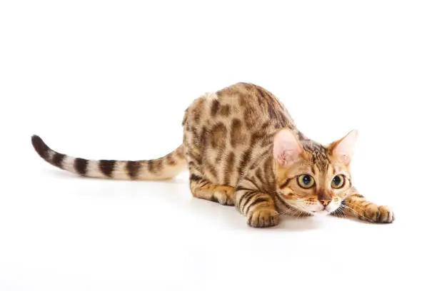 Red Bengal Cat Kitten plays (isolated on white)