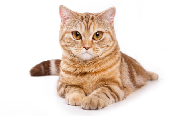 Ginger tabby cat with a serious look (isolated on white) stock photo