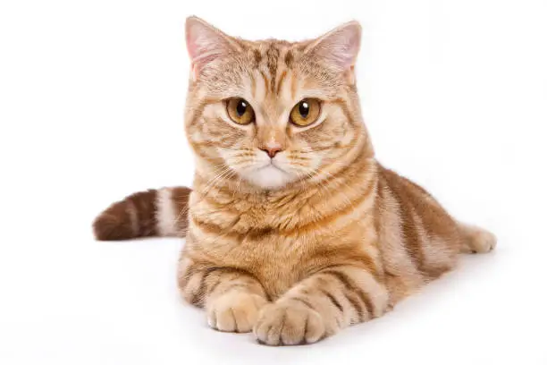 Photo of Ginger tabby cat with a serious look (isolated on white)
