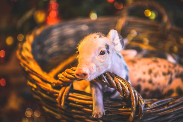 a little piglet newborn with a loose umbilical cord on the grass learns to walk