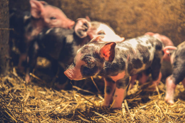 istock Cute baby piglets 1085407760