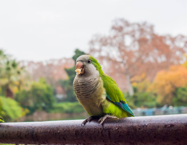 istock parrots in barcelona park 1085408044
