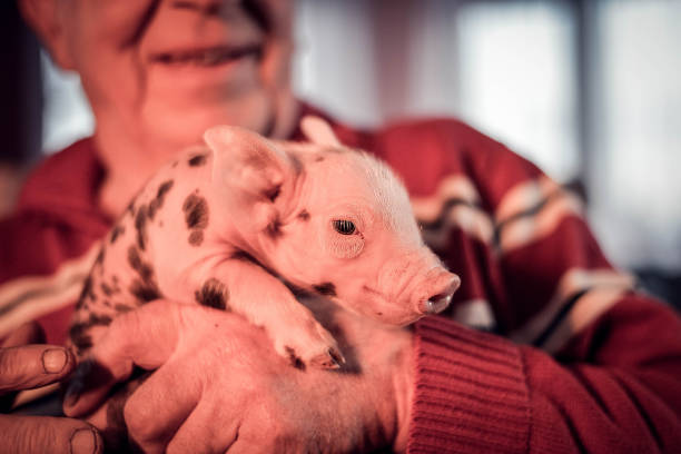 istock Cute baby piglets 1085408194