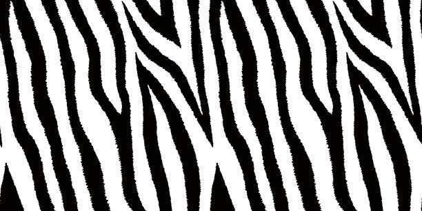 bezszwowy wzór z nadrukiem futra zebry. tapeta ze skóry zwierzęcej. ilustracja wektorowa. - safari animals undomesticated cat feline mammal stock illustrations