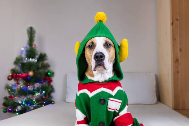 Funny staffordshire terrier dog with serious face in "ugly Christmas sweater". Cute dog sits in elf costume in bedroom decorated with fir tree ugly dog stock pictures, royalty-free photos & images