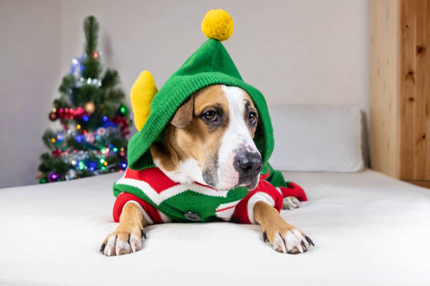 Funny staffordshire terrier dog with serious face in "ugly Christmas sweater". Cute dog in elf costume on bed in room decorated with fir tree ugly dog stock pictures, royalty-free photos & images