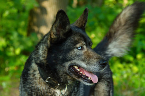 istock Cute domestic dog 1085433230