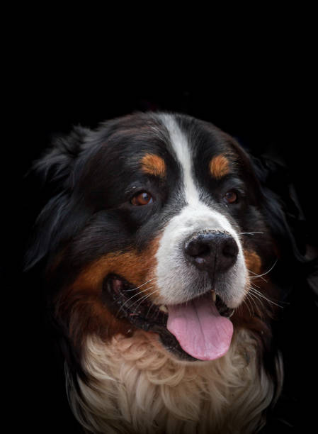 istock Cute domestic dog 1085433240