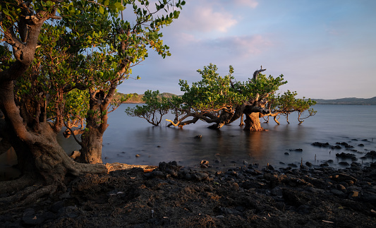 Mangrove tree in the waters around Nosy Be Madagascar