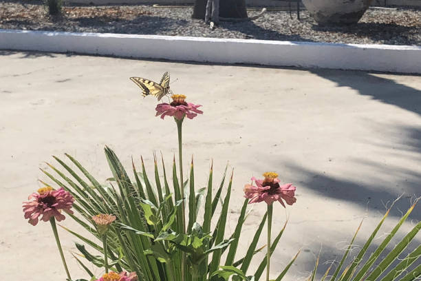 istock A butterfly on the flower 1085433830