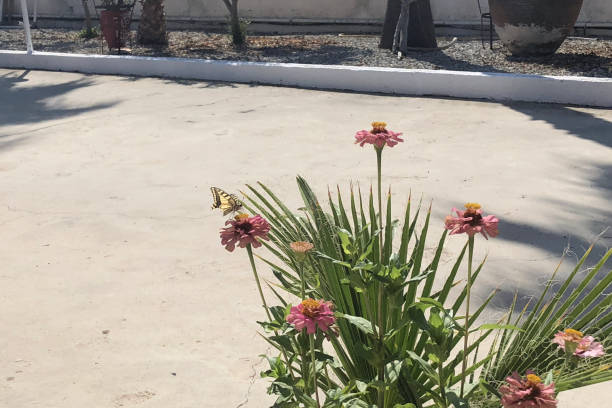 A butterfly on the flower