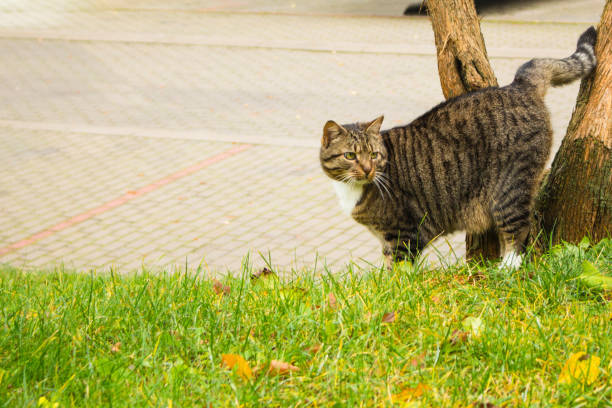 This image is suitable for pet adoption materials, animal welfare content, nature photography collections, outdoor cat behavior articles, veterinary clinic materials, feline care websites, pet product marketing, or editorial content about domestic cats and outdoor environments.