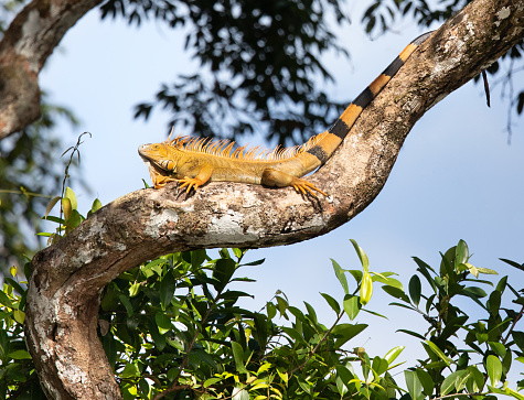 Green Iguana (Iguana iguana), Toruguero National Park, Costa Rica