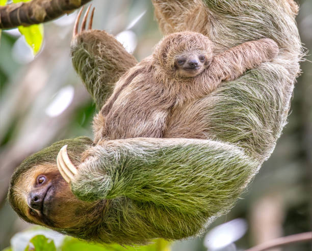 istock Three Toed Sloth Mother and Baby 1085437364