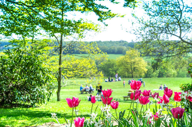 Tulips blooming by a countryside park in springtime