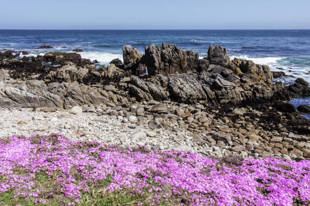 Wildflowers and Rocky Shore of Asilomar State Beach. Pacific Grove, Monterey County, California, USA. pacific grove stock pictures, royalty-free photos & images