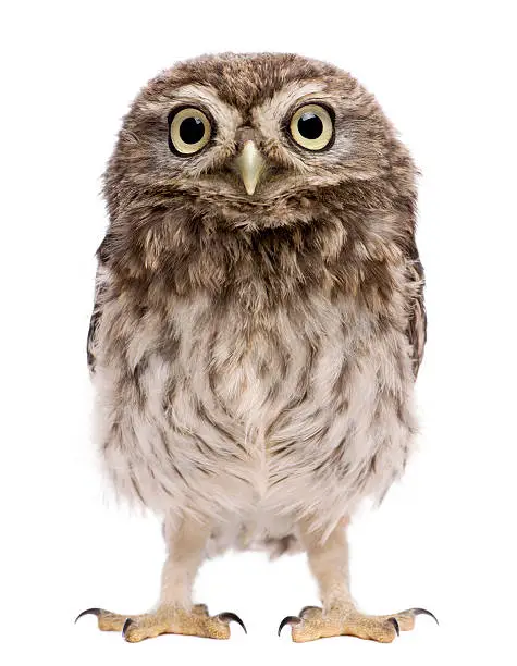 Photo of Little Owl, 50 days old, Athene noctua, standing.