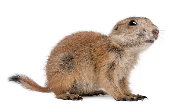 istock Black-tailed prairie dog, Cynomys ludovicianus, standing. 108544038