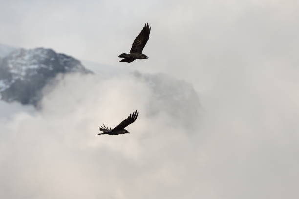 istock Ravens flying above clouds, Washington-USA 1085441704