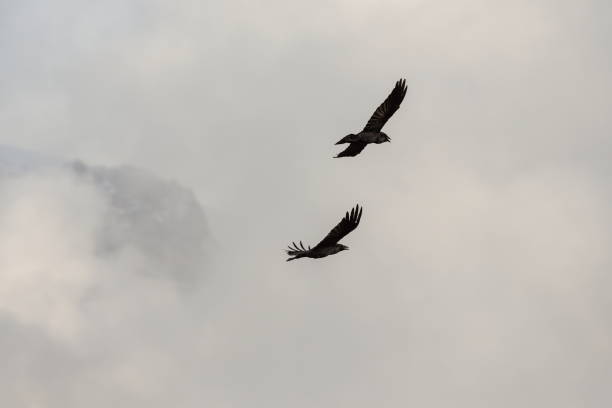 istock Ravens flying above clouds, Washington-USA 1085441772