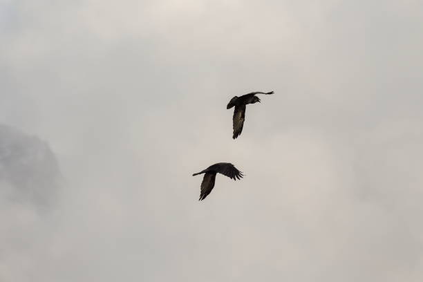 istock Ravens flying above clouds, Washington-USA 1085441796