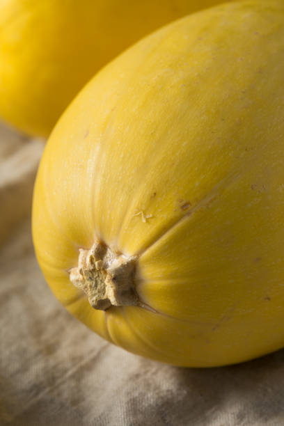 istock Raw Organic Yellow Spaghetti Winter Squash 1085443206